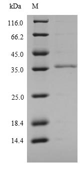 Mouse LY6C1 protein
