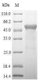 Mouse SULT1A1 protein