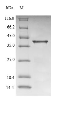 Mouse Transthyretin protein