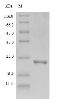 Animal Scytovirin protein