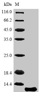 Mouse Aquaporin 4 protein