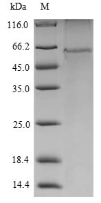 Mouse VRK1 protein