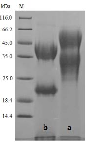 Pig P-Cadherin protein