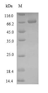 Zebrafish GFAP protein