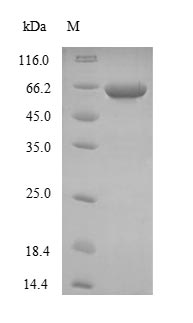 Human NEFH protein
