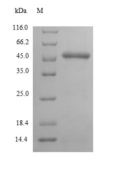 Bacterial PYRG protein