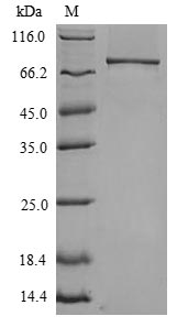 Mouse TLR4 protein