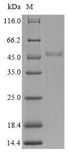 Human SH3YL1 protein