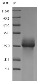 Fungi HFB2 protein