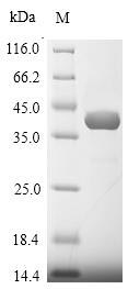Bacterial PB000185.00.0 protein