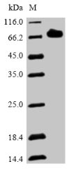 Bacterial PLY protein