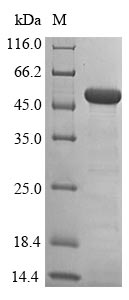 Human SETD7 protein