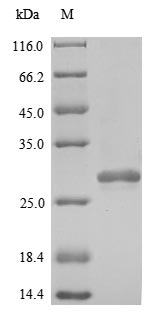 Human PRDX2 protein