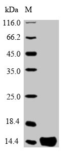 Human PTMA protein
