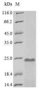 Human PTMA protein