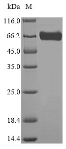 Mouse GBA protein