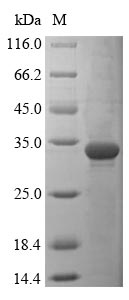 Mouse DOCK8 protein