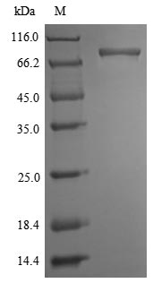 Mouse Ripk1 protein