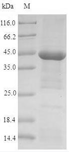 Human CHRNA1 protein