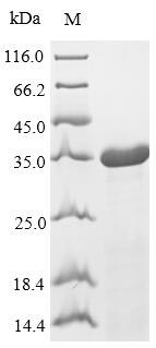 Bacterial RPLL protein