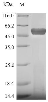 Bacterial LUKF protein