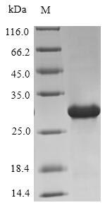 Human OXT protein