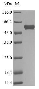 Human BGN protein
