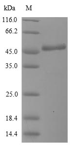 Human BPIFA2 protein