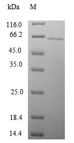 Human SNTG1 protein
