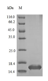 Mouse INS1 protein