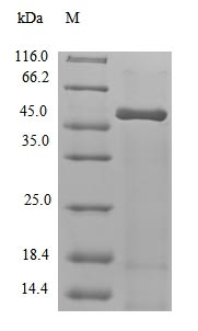 Mouse RBP47A protein