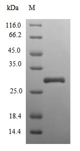 Human SOD3 protein