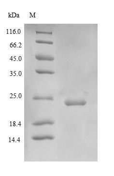 Human SOD3 protein