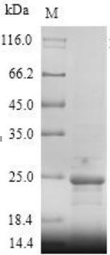 Human IL18 protein