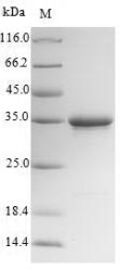 Mouse TMEM27 protein