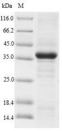 Rat CD300LF protein