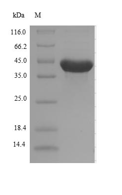 E. coli ALKB protein