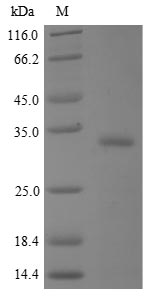 Human BPIFA2 protein