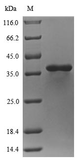 Bacterial HLB protein