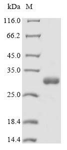 Plant Miraculin protein