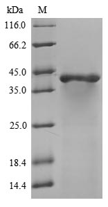 Mouse GNAO1 protein