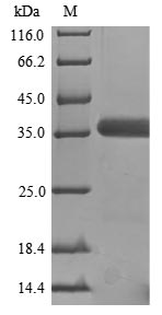 Mouse GNAO1 protein