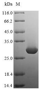 Rat MCPT2 protein