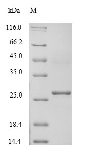 Human ATP4B protein