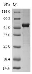 Bacterial OMPA protein
