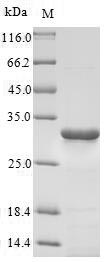 Rat HSD17B10 protein