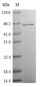 Bovine SV2A protein