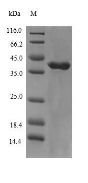 Human CHRM3 protein
