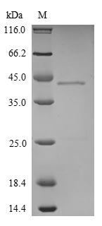 Mouse HDGF protein