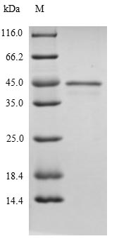 Bacterial MDH protein